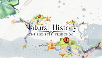 Red – Eyed Frog banner 3